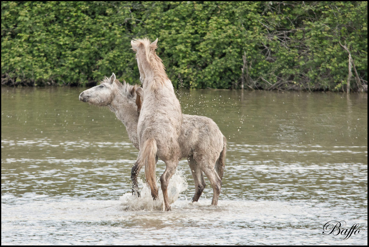 Puledri Camargue al gioco